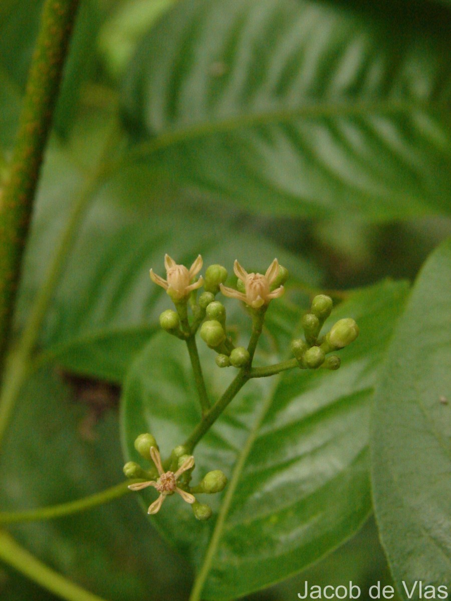 Cipadessa baccifera (Roth) Miq.